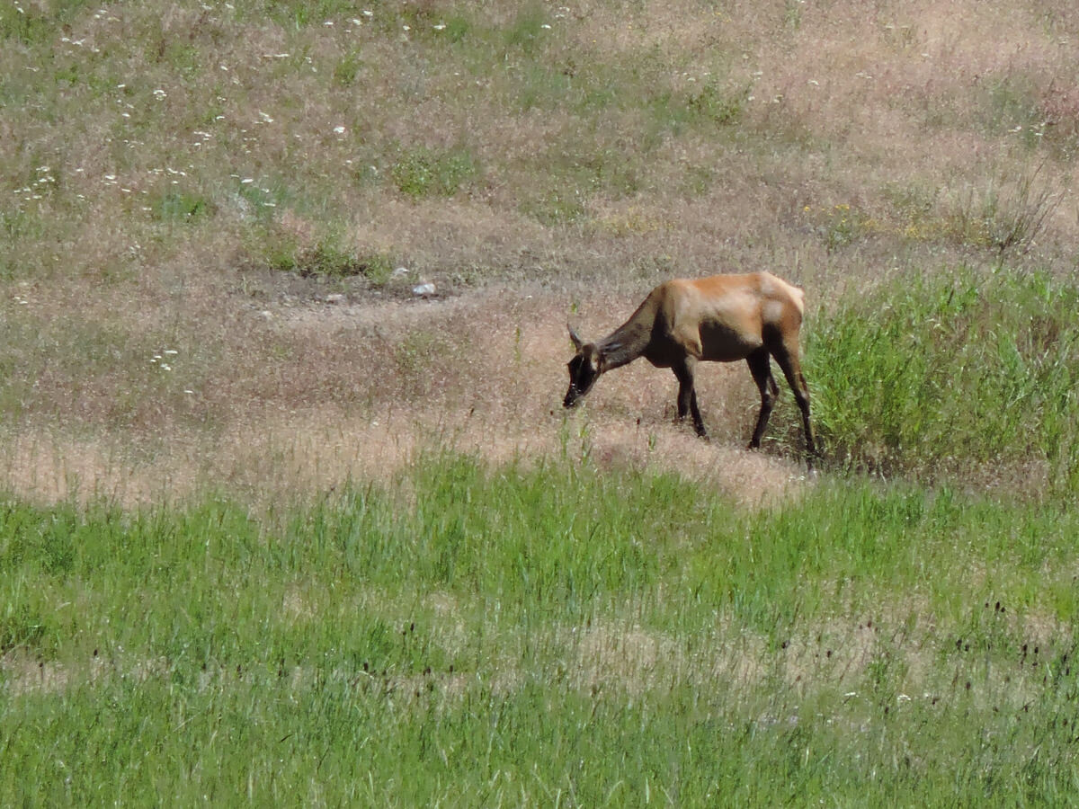 Berzowskis Summer Adventure: Missoula, MT
