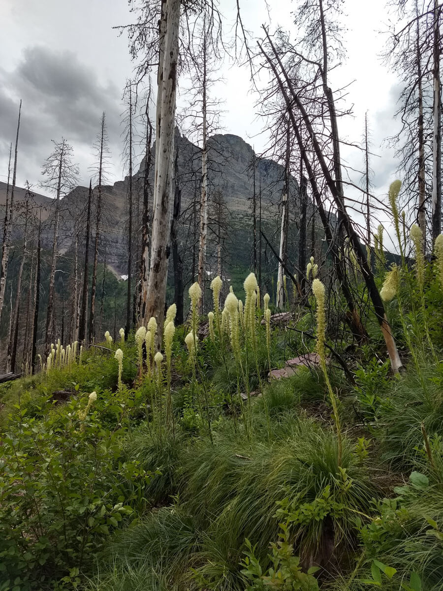 Berzowskis Summer Adventure: Glacier National Park