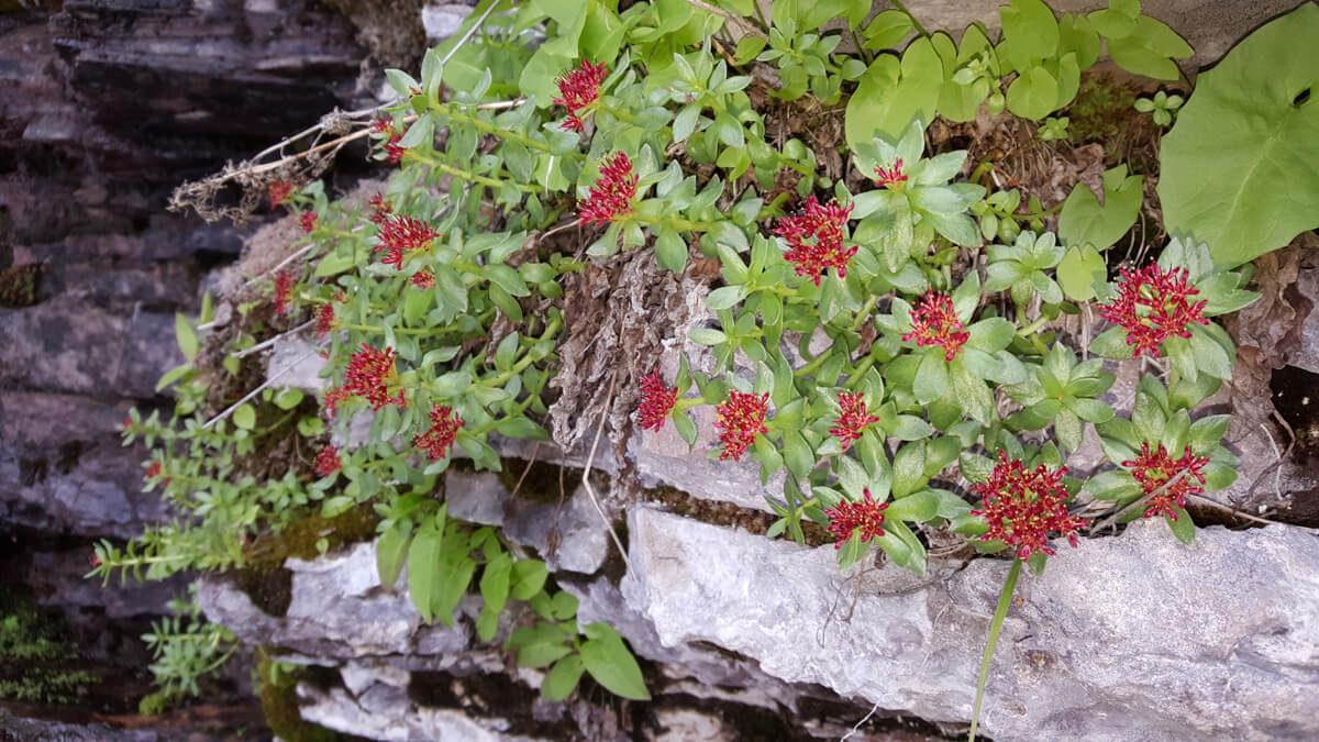 Berzowskis Summer Adventure: Glacier National Park