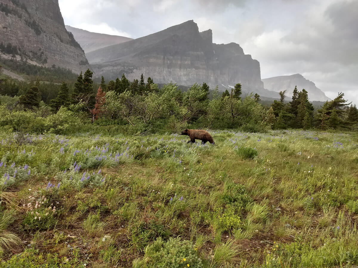 Berzowskis Summer Adventure: Glacier National Park