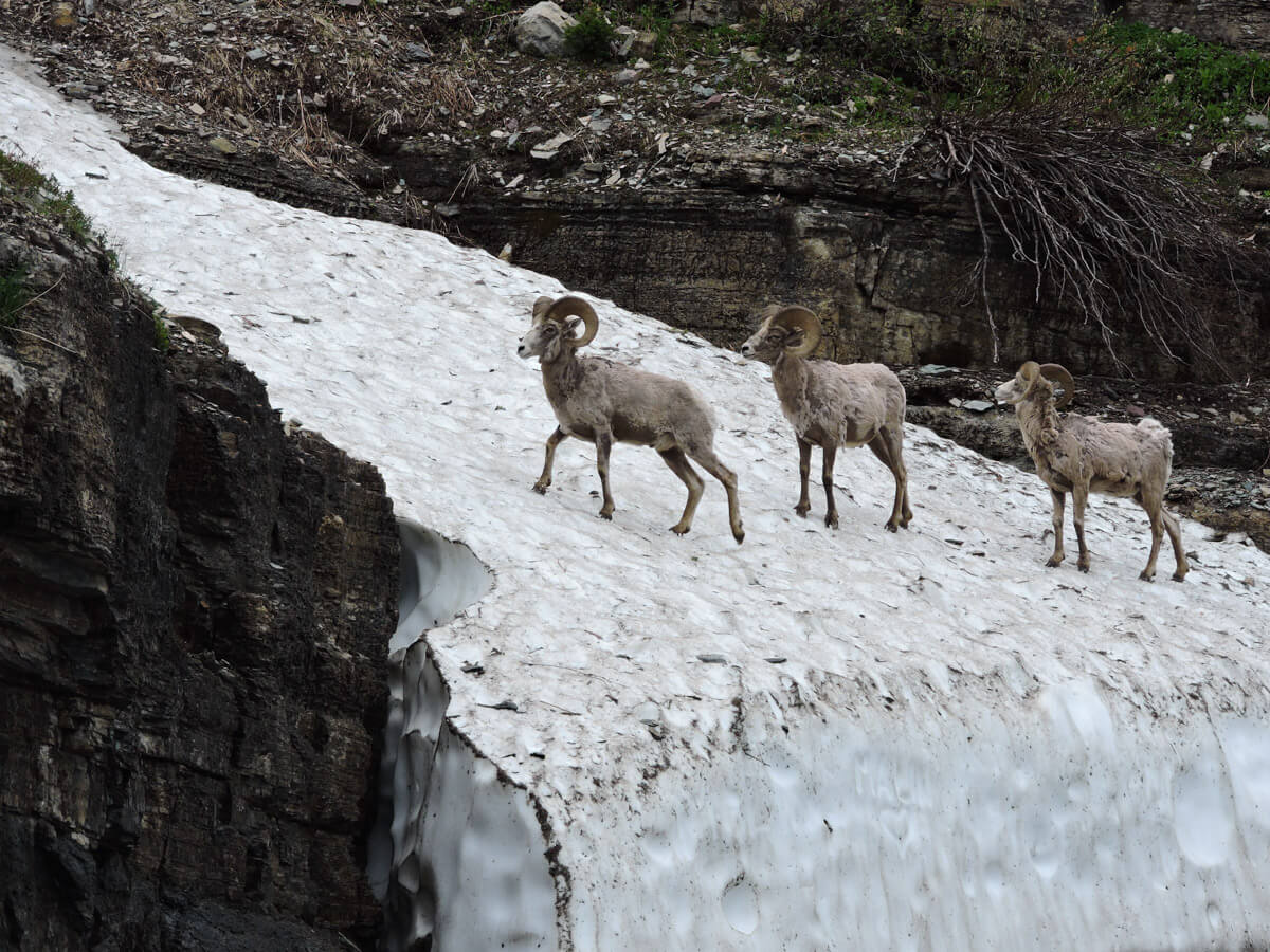 Berzowskis Summer Adventure: Glacier National Park