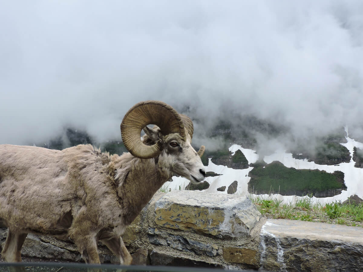 Berzowskis Summer Adventure: Glacier National Park