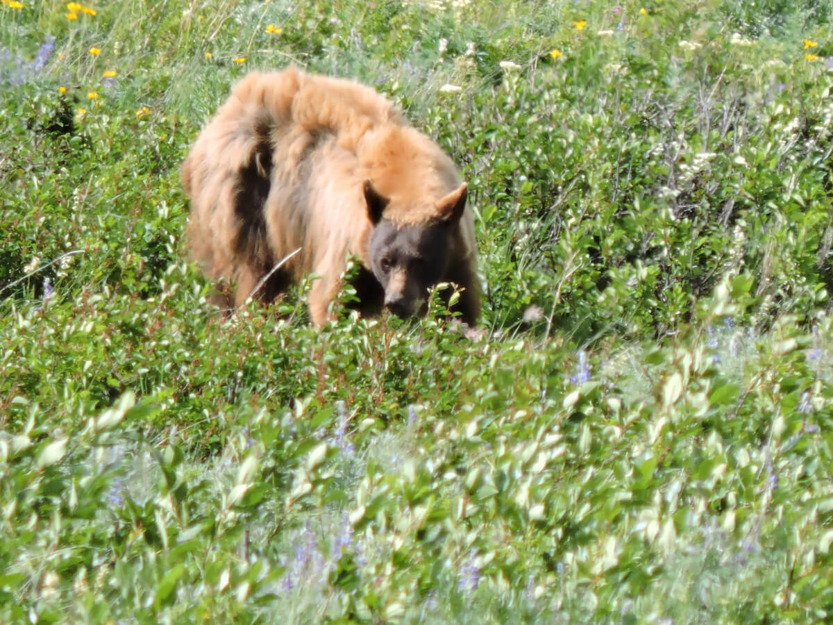 Berzowskis Summer Adventure: Glacier National Park