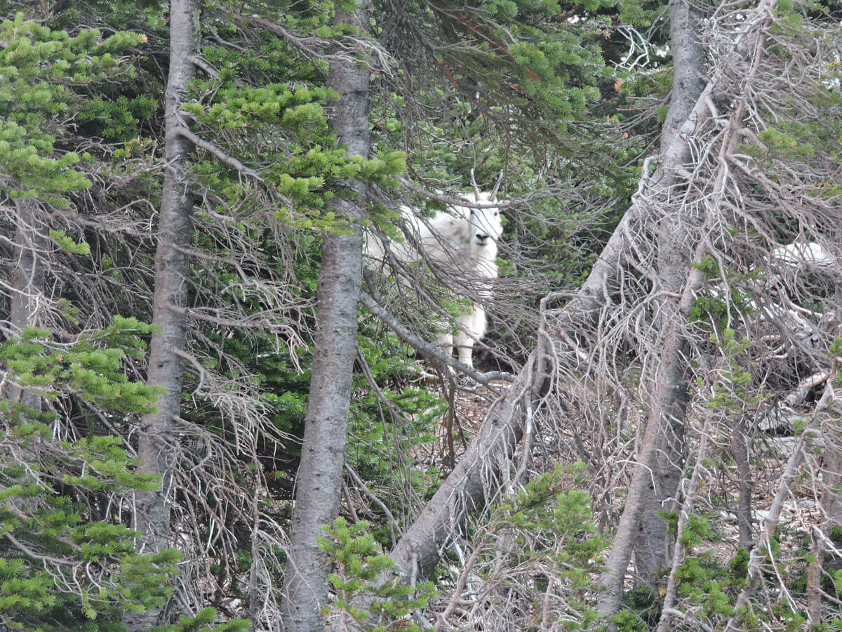 Berzowskis Summer Adventure: Glacier National Park