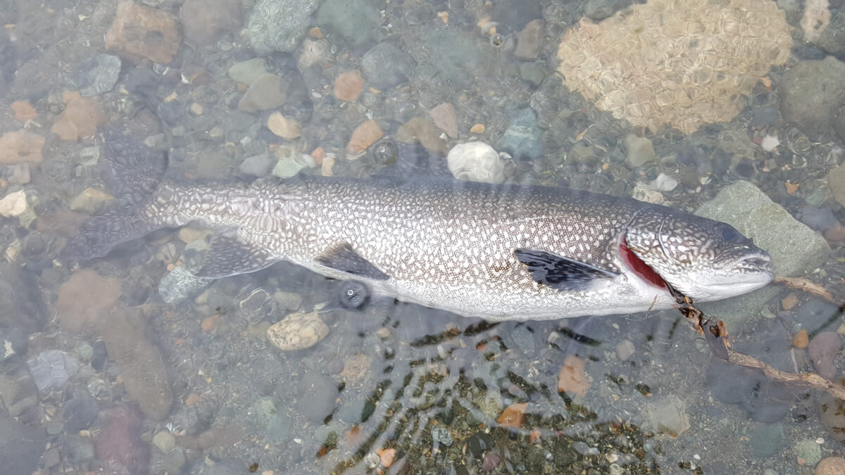Berzowskis Alaska Adventure: British Columbia