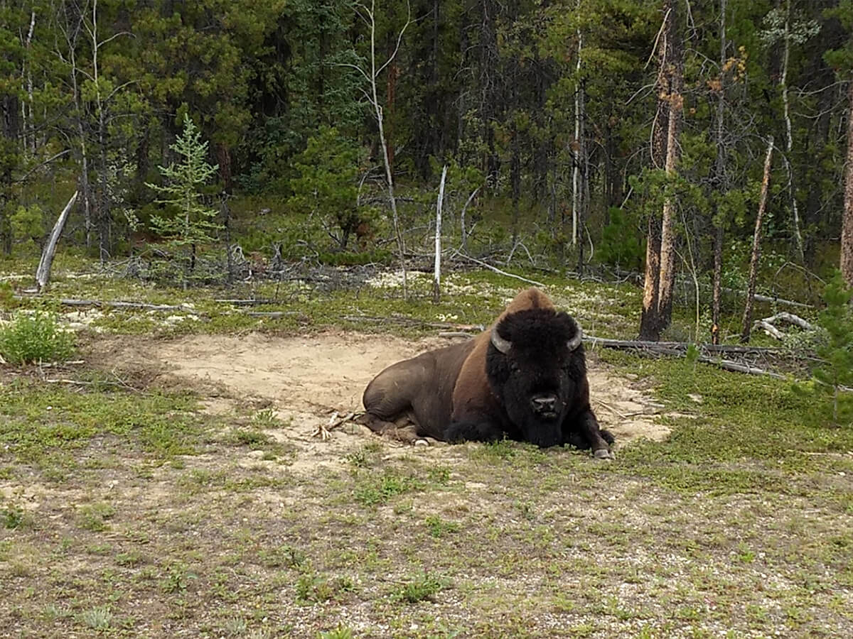 bison