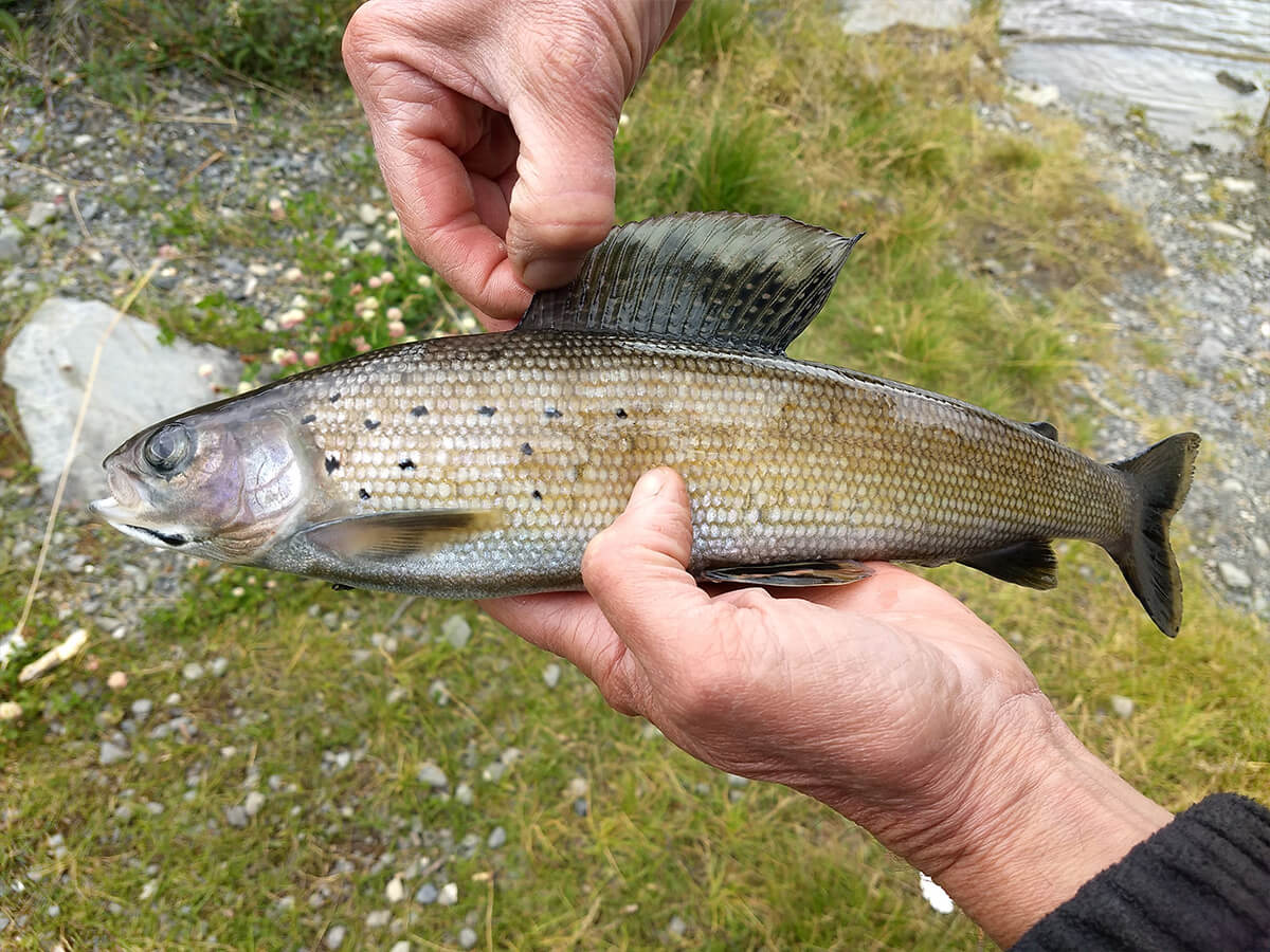 Fish