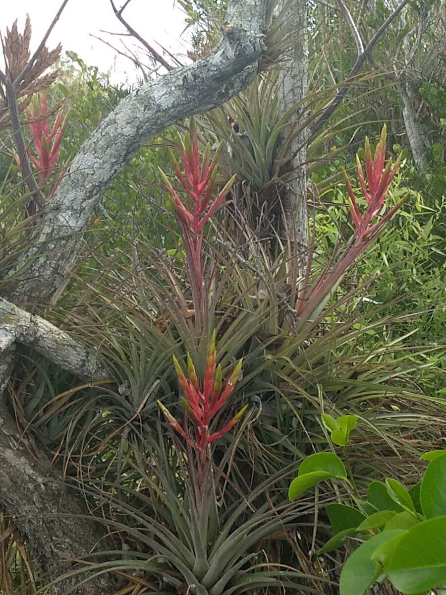 Berzowskis Spring Adventure: Key Largo, FL