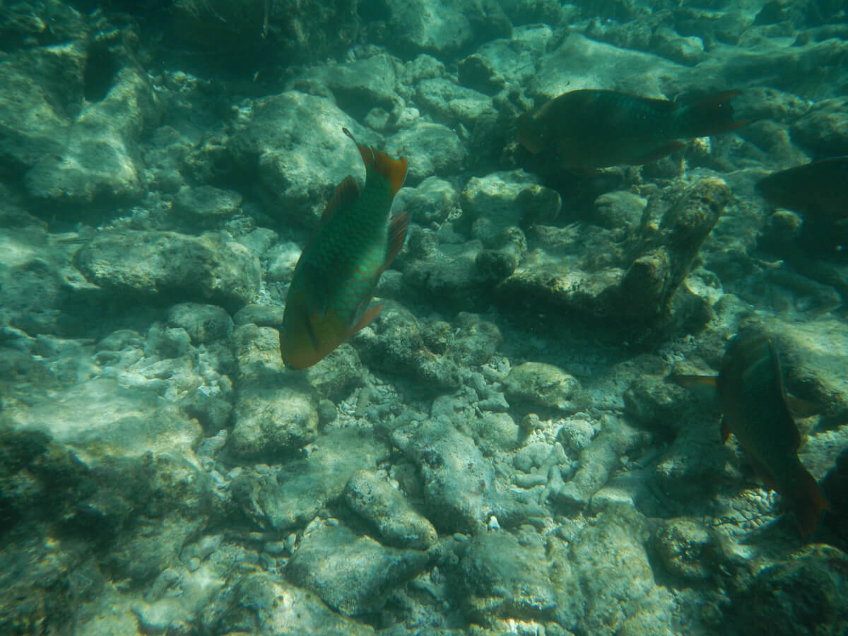 Berzowskis Spring Adventure: Key Largo, FL