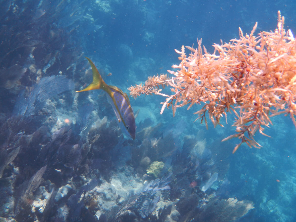 Berzowskis Spring Adventure: Key Largo, FL