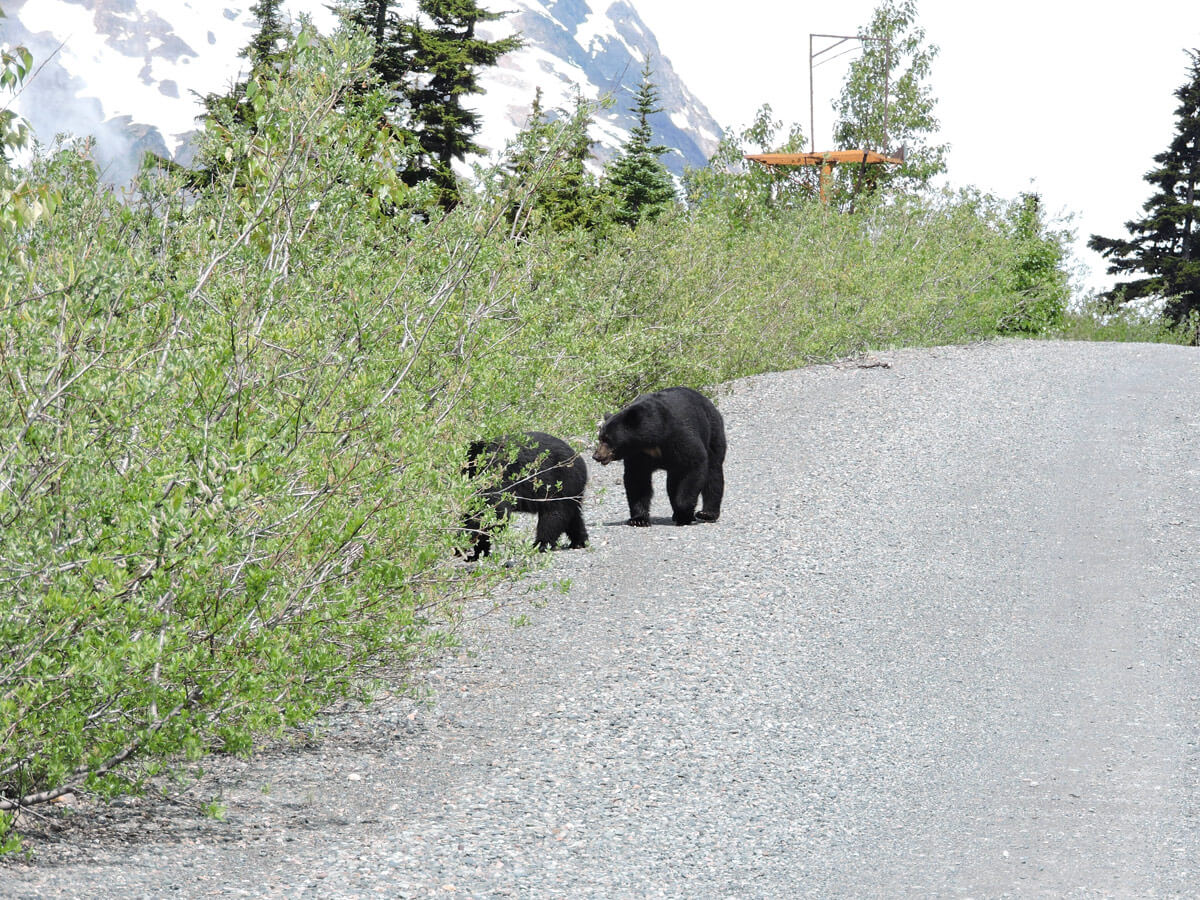 Berzowskis Alaska Adventure: British Columbia