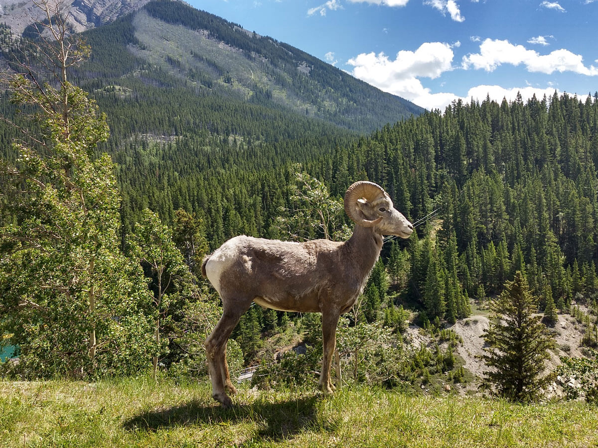 Berzowskis Summer Adventure: Banff, Alberta