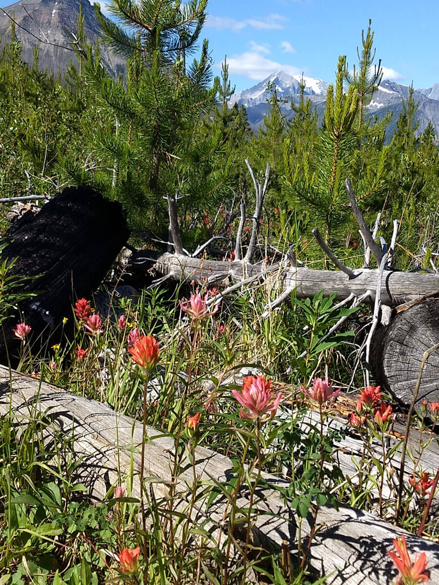Berzowskis Summer Adventure: Banff, Alberta