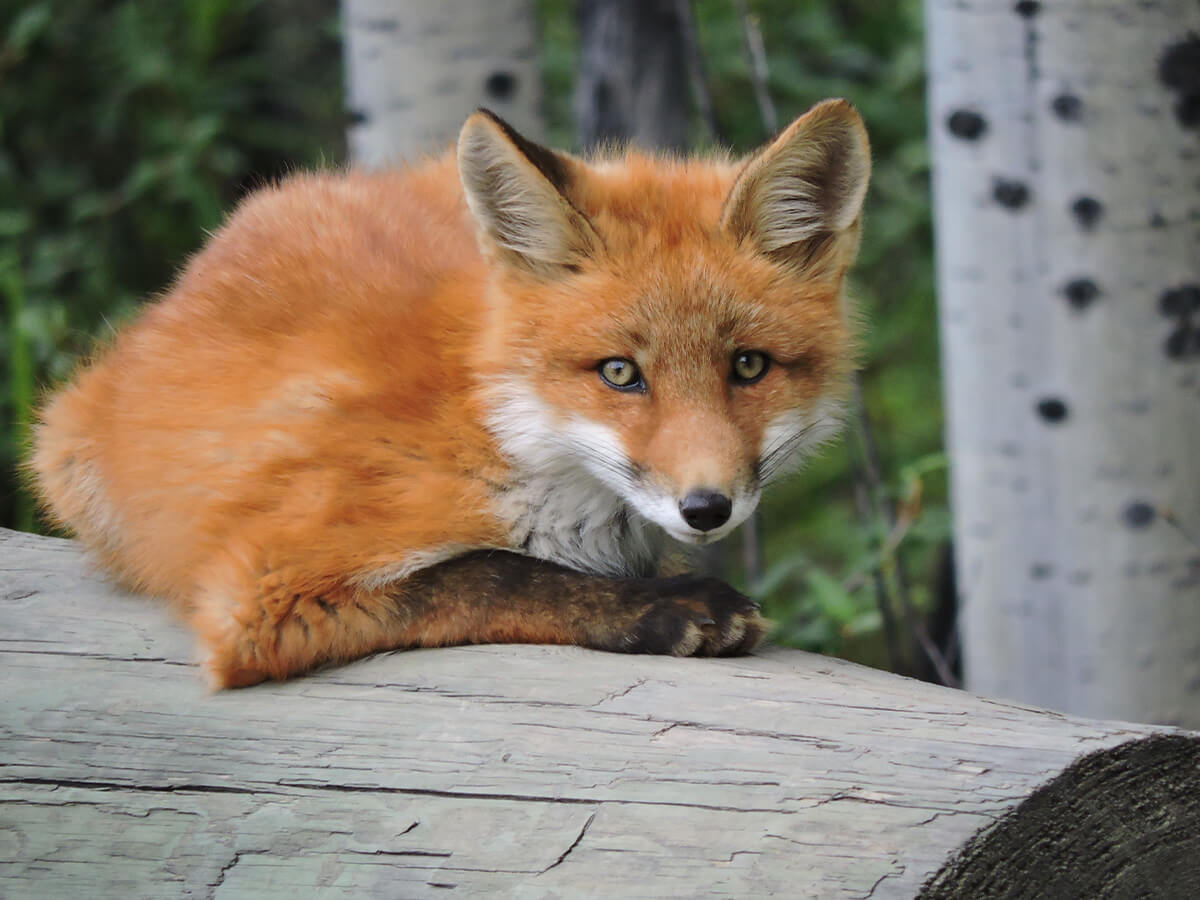 Berzowskis Alaska Adventure: Yukon Territory