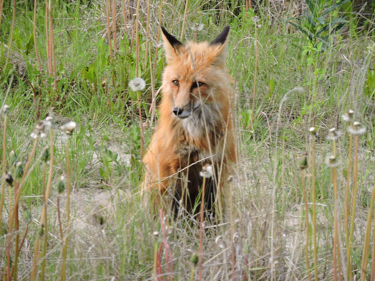 Berzowskis Alaska Adventure: Yukon Territory